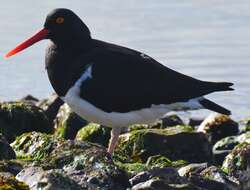 Image of Magellanic Oystercatcher