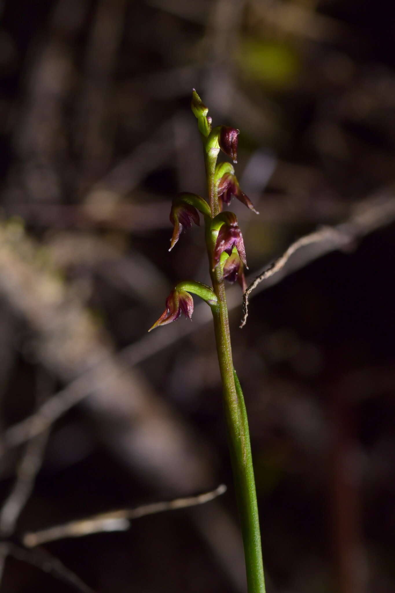 Image of Tiny midge-orchid