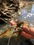 Image of Cambarus bartonii cavatus Hay 1902