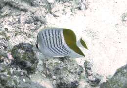 Image of Indian Ocean Chevron Butterflyfish