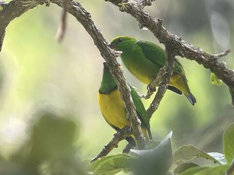 Image of Golden-browed Chlorophonia