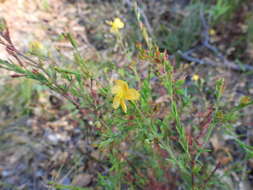 Image de Hypericum peninsulare Eastw.