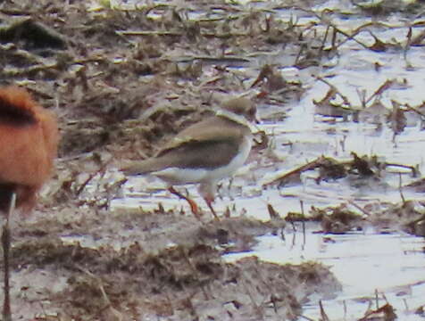 Image of Tundra Ringed Plover