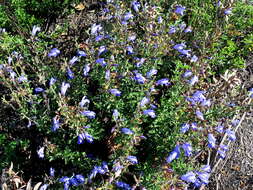 Imagem de Salvia muirii L. Bolus