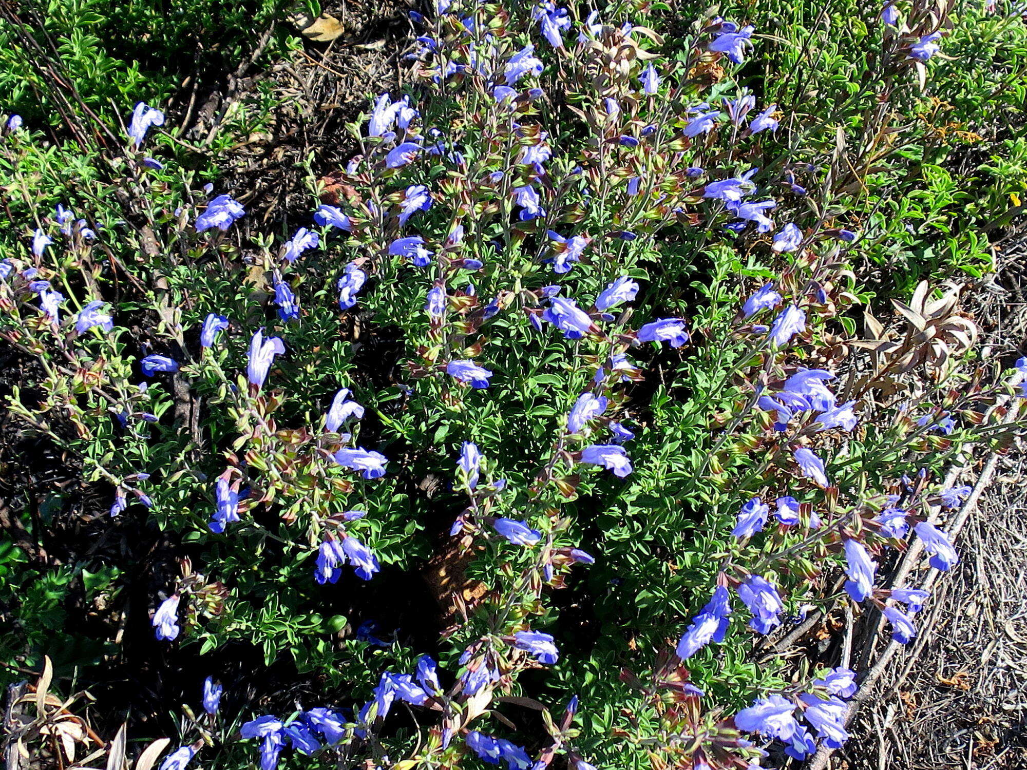 Image of Salvia muirii L. Bolus