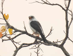 Image of Fielden's Falconet