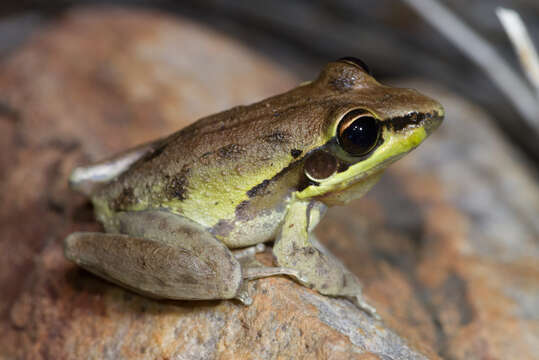 Litoria watjulumensis (Copland 1957)的圖片