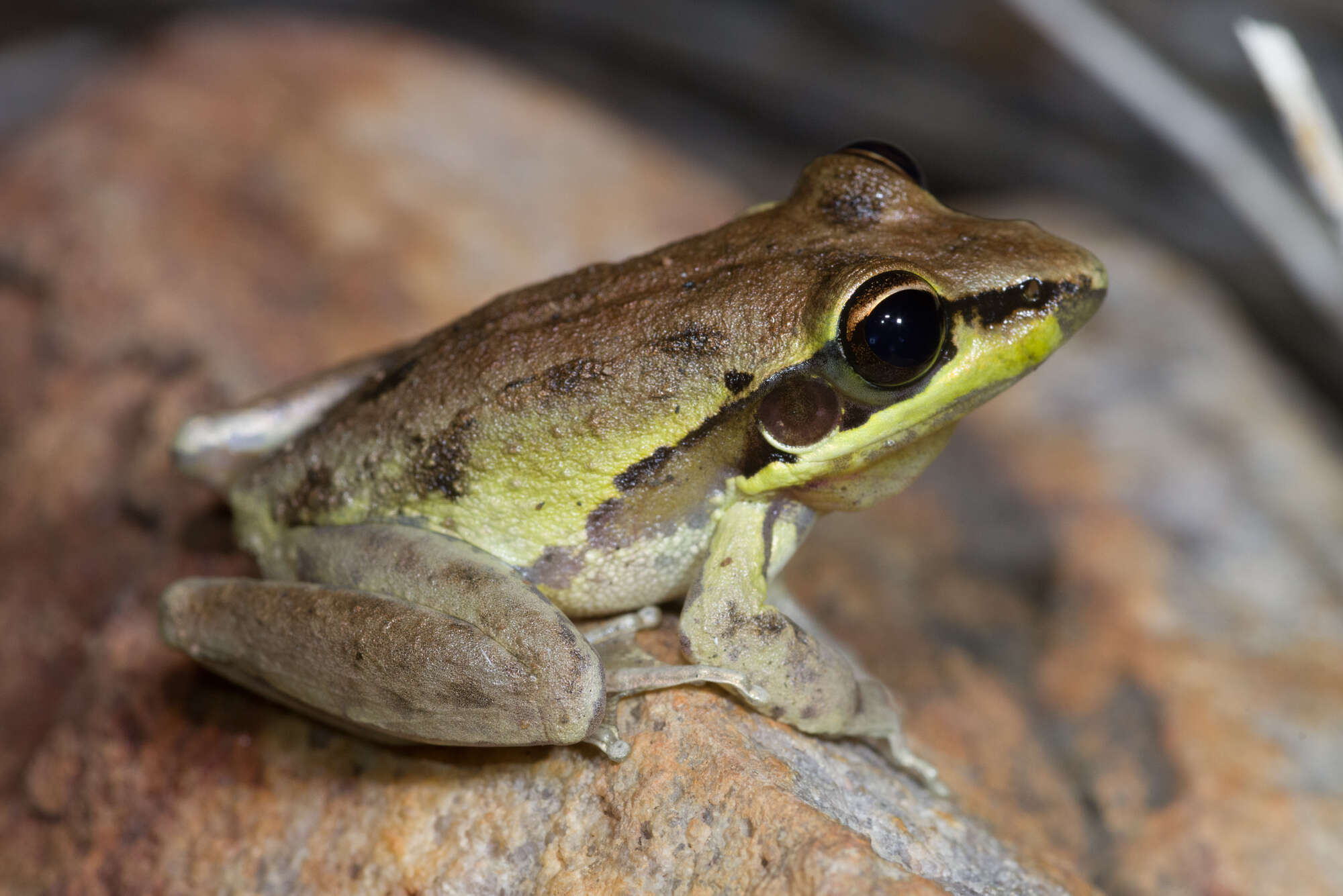 Image of Wotjulum Frog