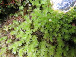 Image of horn calcareous moss