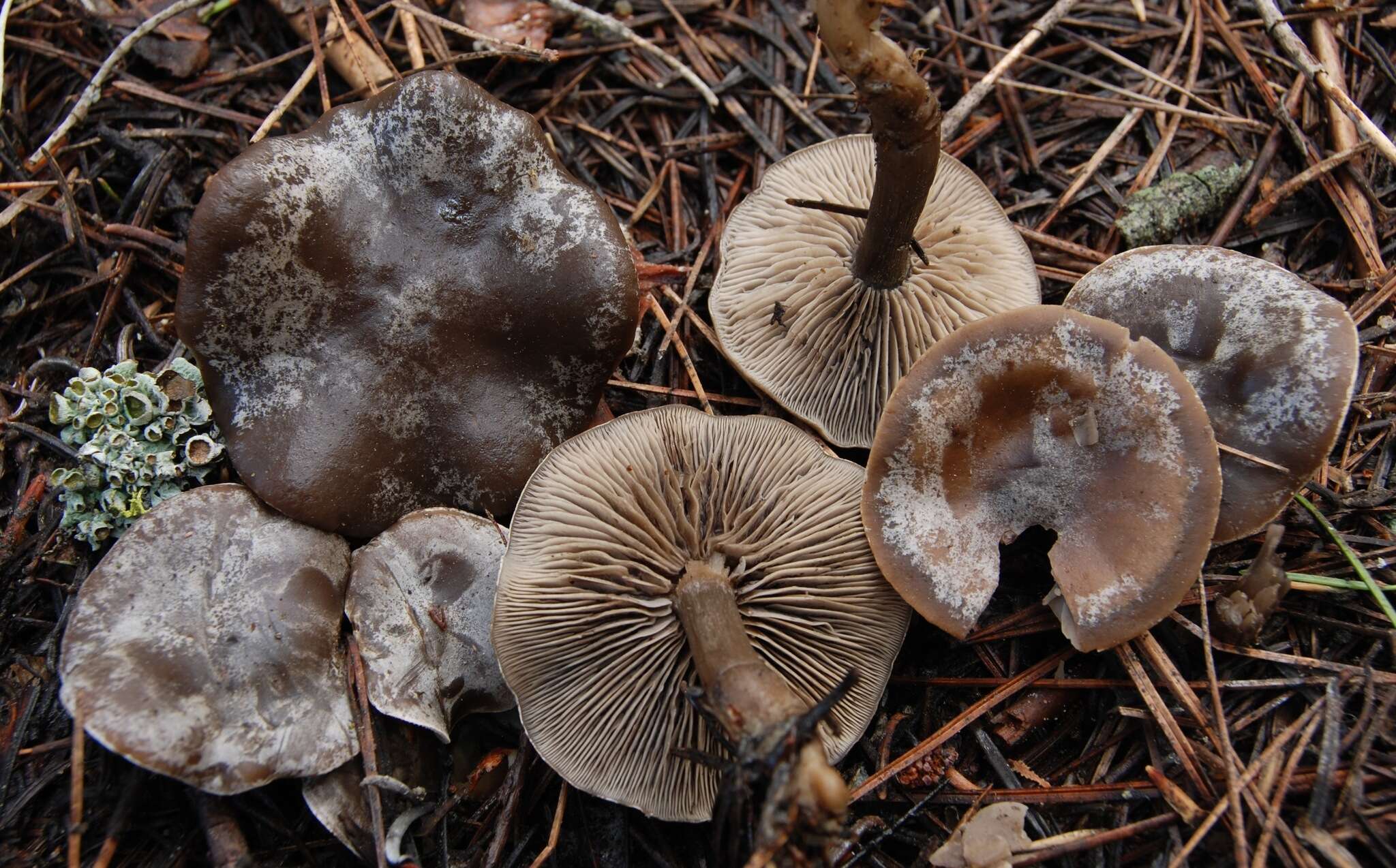 Image of Clitocybe glacialis Redhead, Ammirati, Norvell & M. T. Seidl 2000