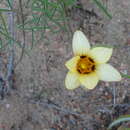 Image of Romulea montana Schltr. ex Bég.