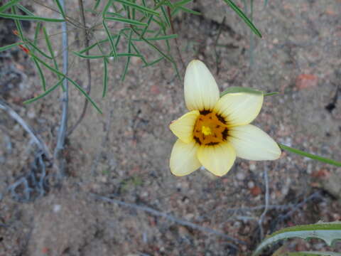 Image of Romulea montana Schltr. ex Bég.