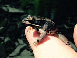 Image of Wood Frog