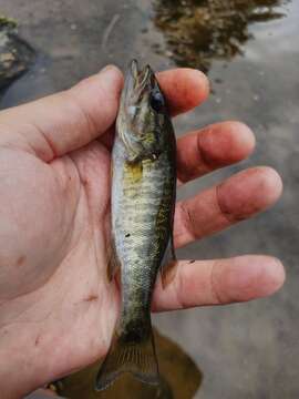 Image of Shoal bass