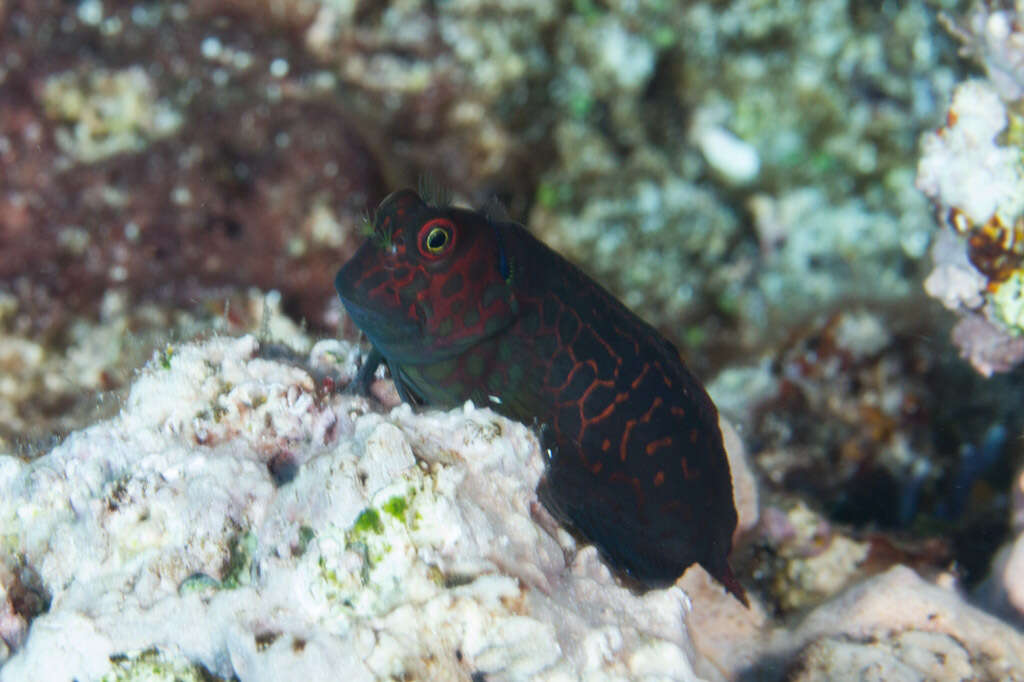 Image of Red-streaked Blenny