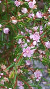 Image of Hypocalymma strictum Schau.