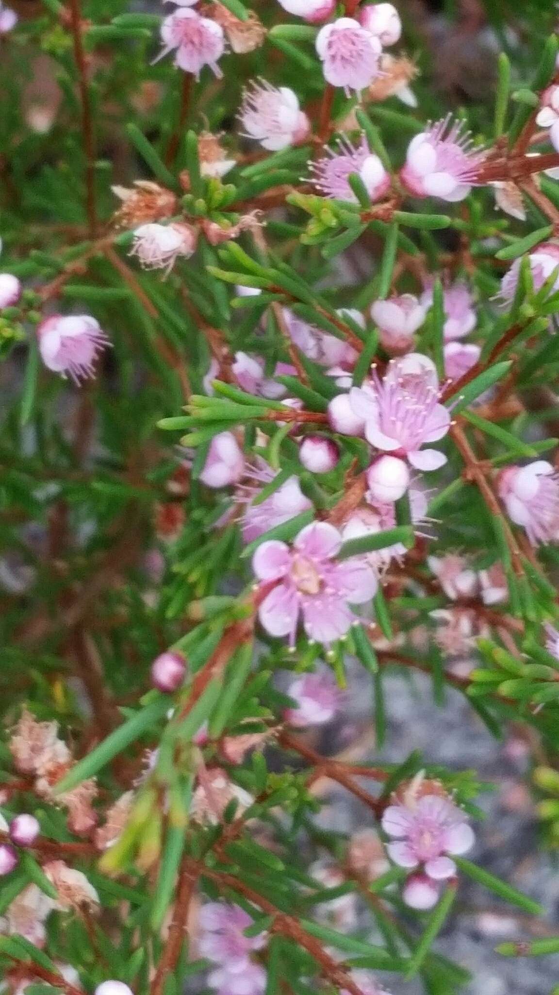 Hypocalymma strictum Schau. resmi