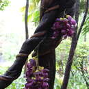 Image of Mucuna sempervirens Hemsl.