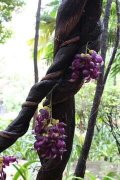 Image of Mucuna sempervirens Hemsl.