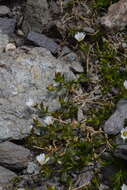 صورة Cerastium pedunculatum Gaudin