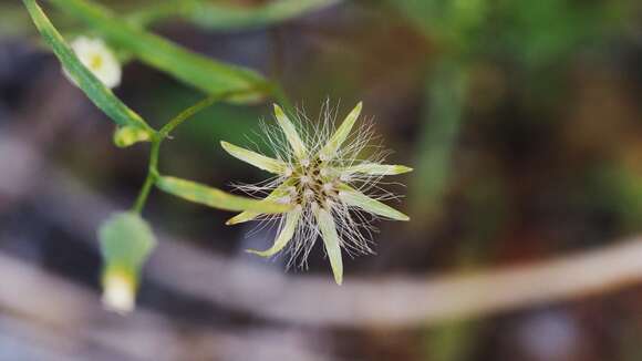 Image of Stebbins' desertdandelion