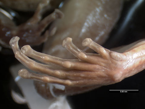 269.a21975 e turquinensis h hfv jpg.580x360