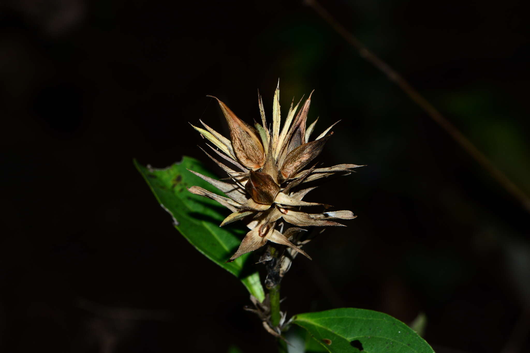 Image of porcupine flower