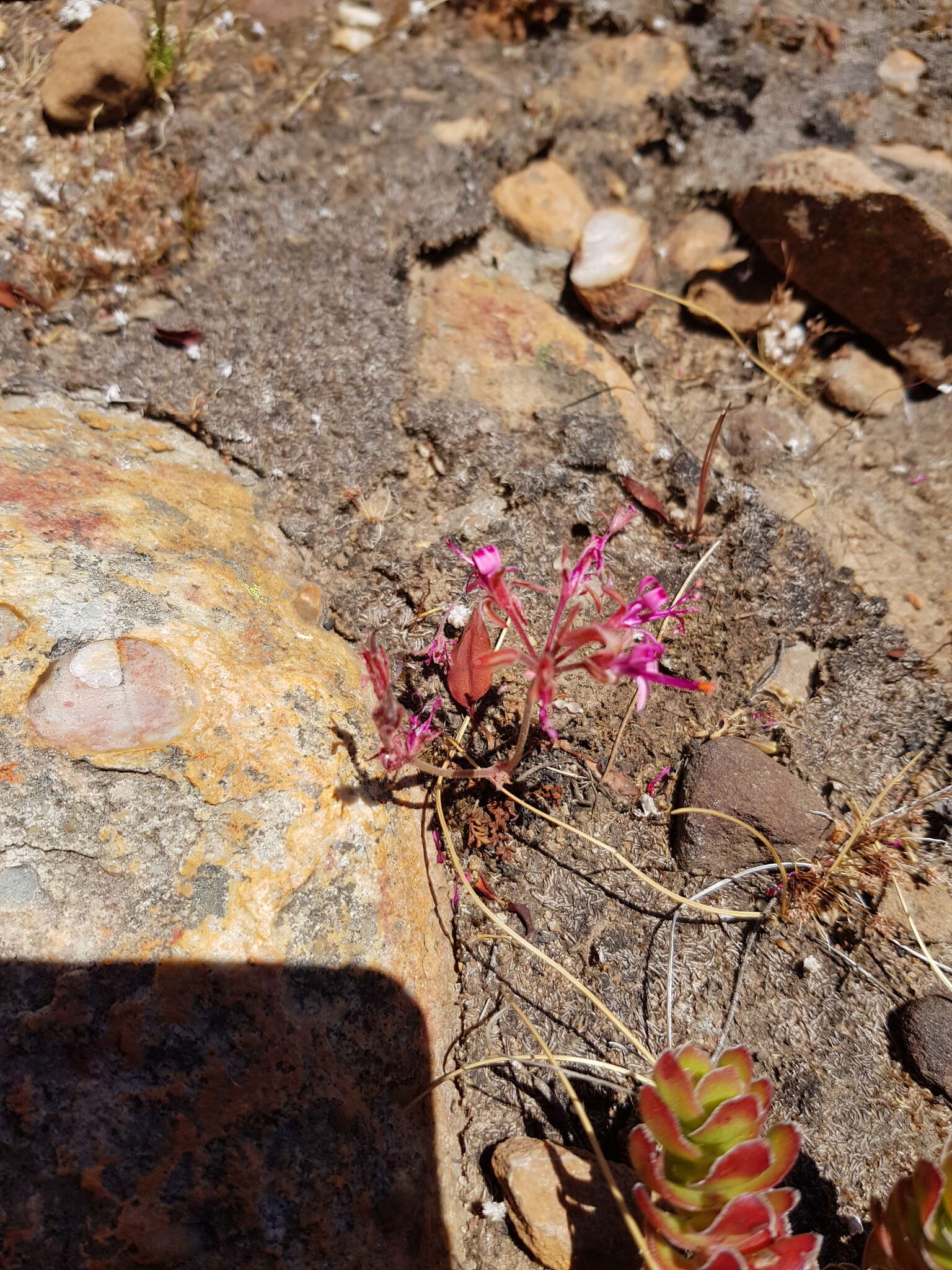 Image of Pelargonium triphyllum Jacq.