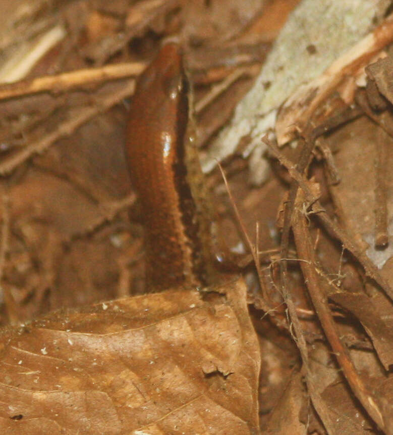 Image of Central American Mabuya