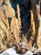 Image de Nepeta annua Pall.