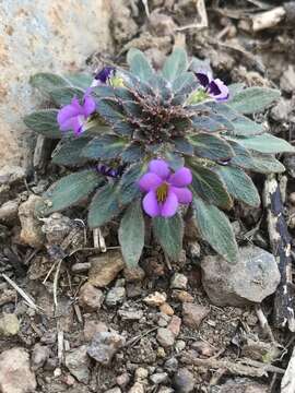 Image of Viola subandina J. M. Watson