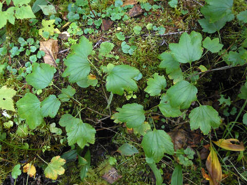 Image of Ribes procumbens Pall.