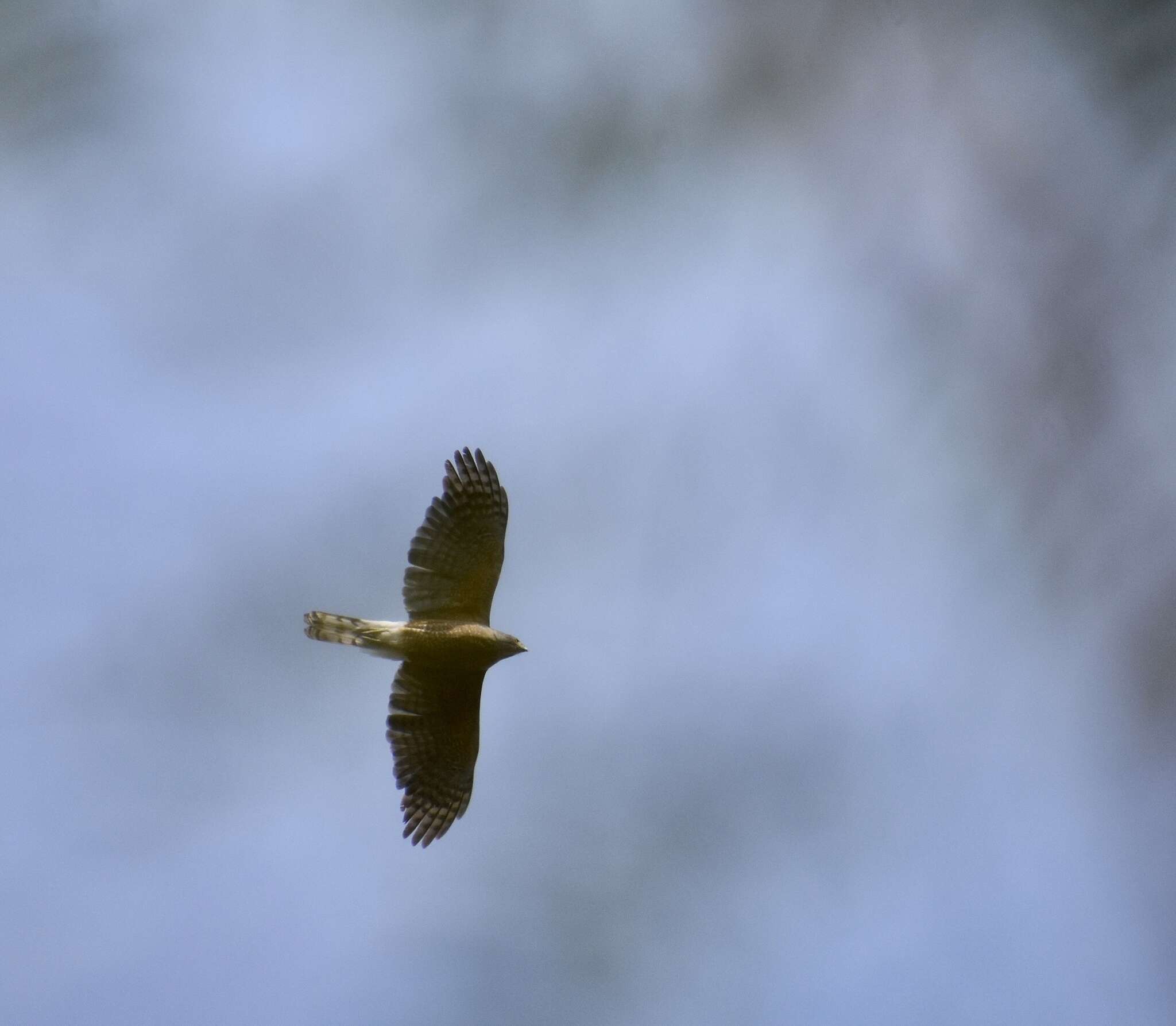 Image of Gundlach's Hawk