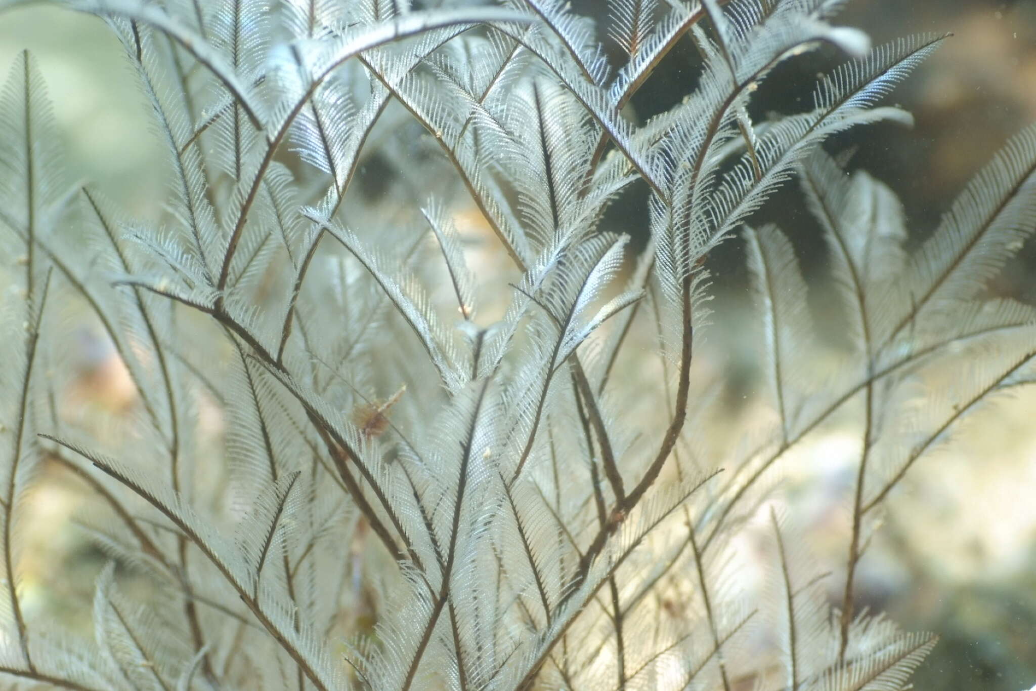 Image of Delicate white stinging hydroids