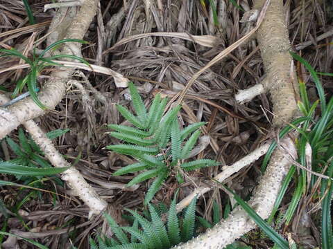 Image of Pteris khasiana subsp. fauriei (Hieron.) Fraser-Jenk.