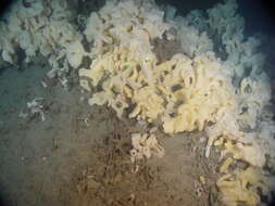 Image of Cloud sponge