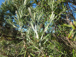 Image de Olearia axillaris (DC.) F. Müll.