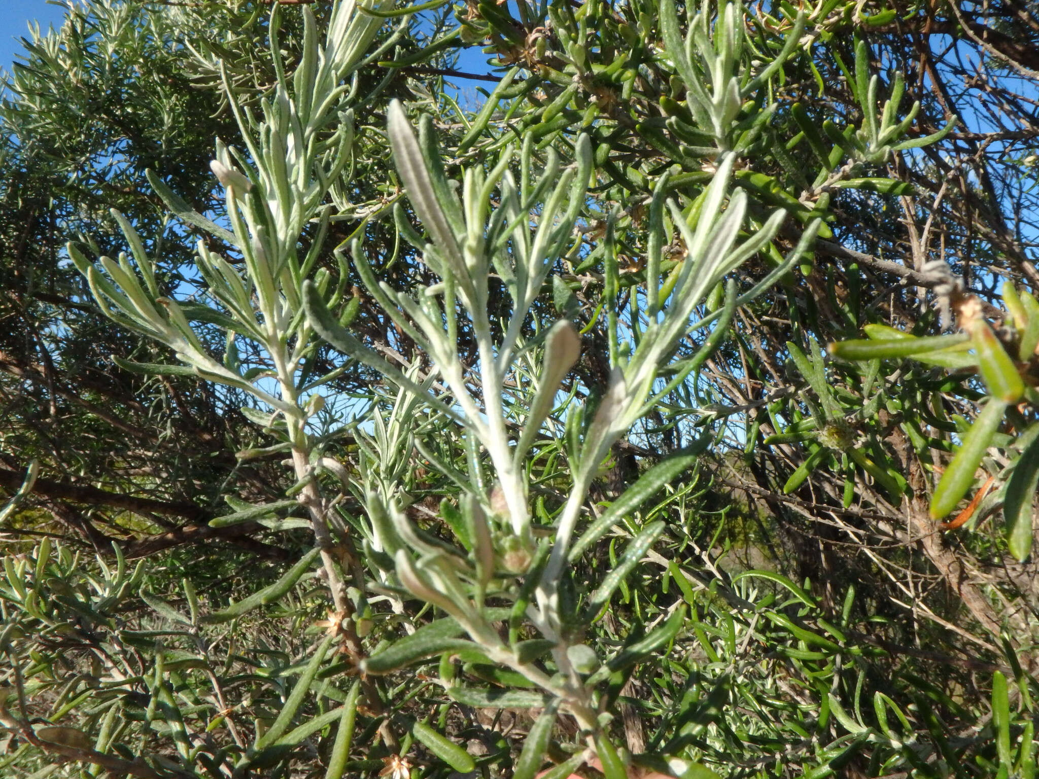 Image de Olearia axillaris (DC.) F. Müll.