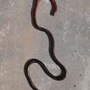 Image of Slender Blind Snake