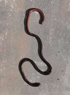 Image of Slender Blind Snake