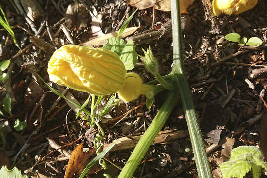 Image of field pumpkin