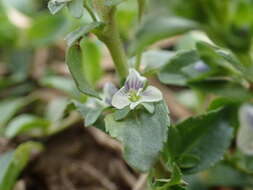 Image of thymeleaf speedwell