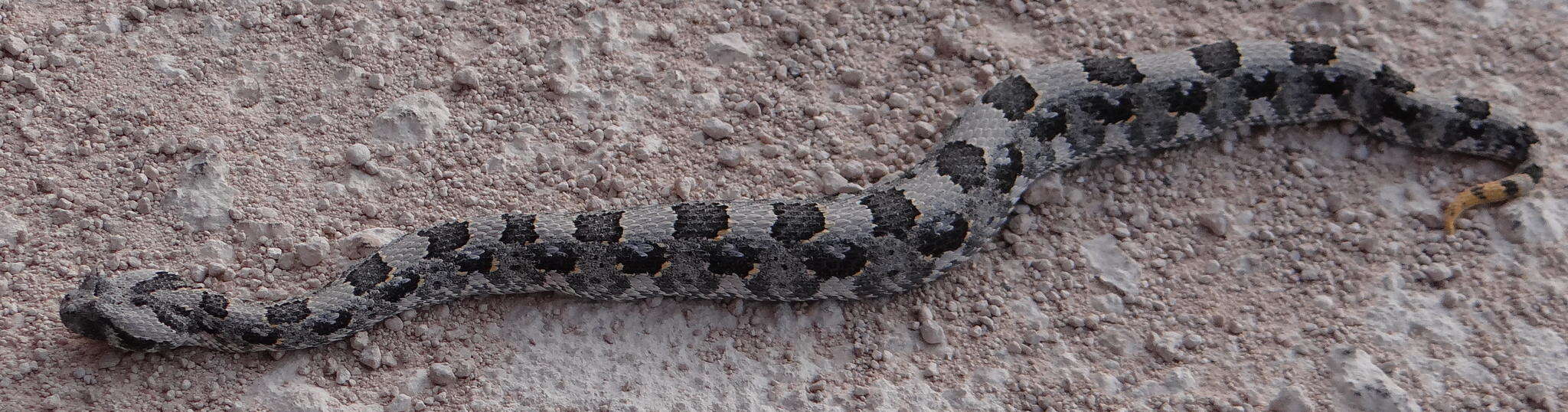 Image of Horned Adder