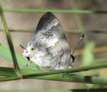 Image of White Scrub-Hairstreak