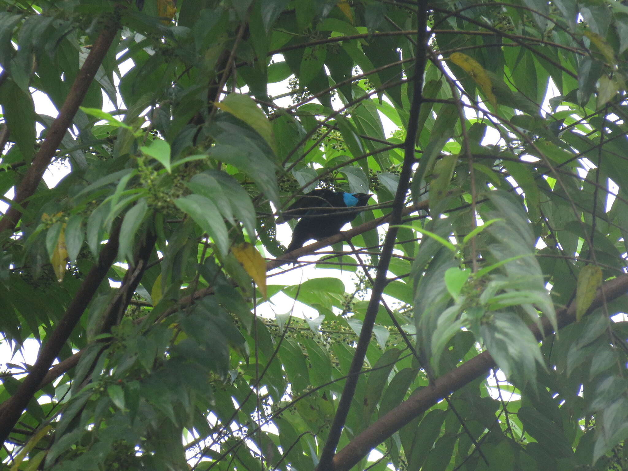 Image of Scarlet-thighed Dacnis