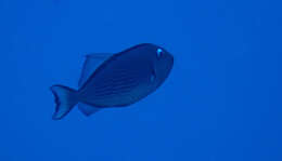 Image of Gilded triggerfish