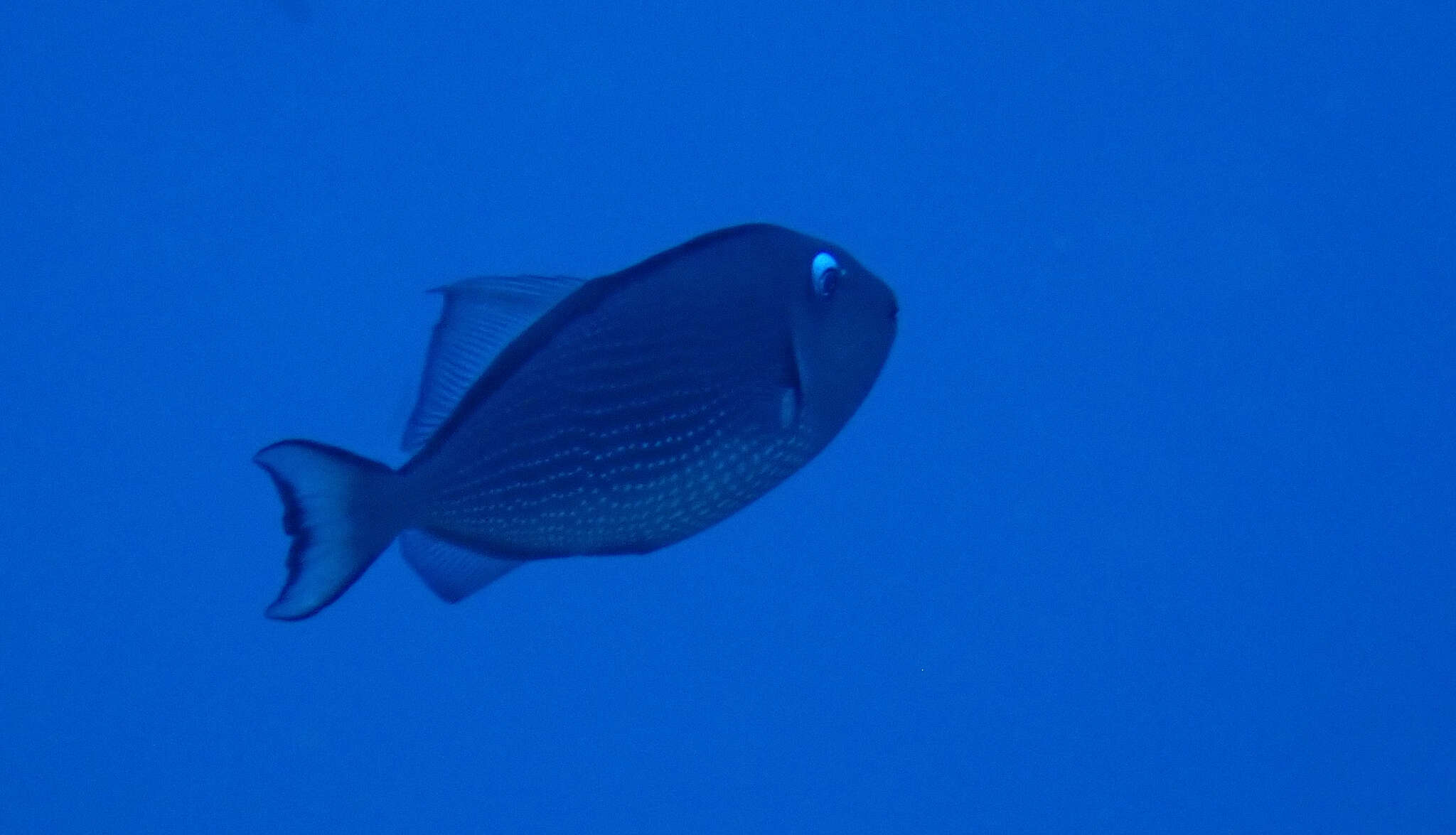 Image of Gilded triggerfish