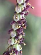 Image of Slender Ditch Crown Grass