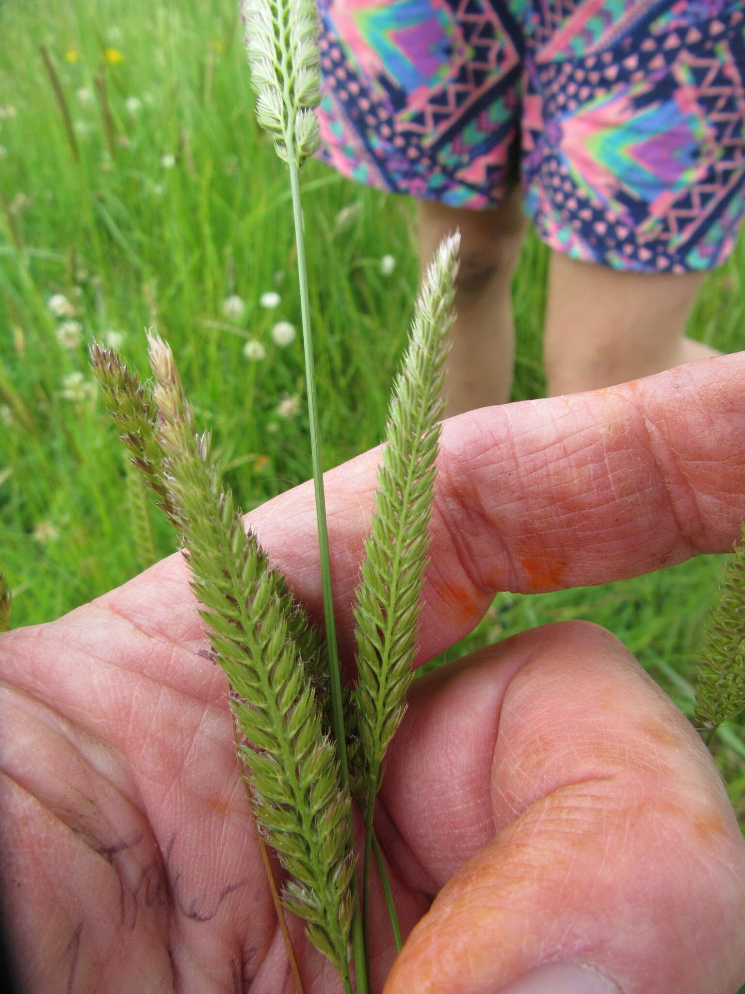 Image of Crested dogstail grass