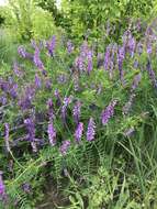 Imagem de Vicia tenuifolia Roth